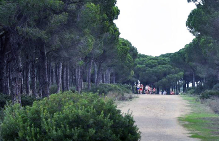 El Pinar es un enclave frecuentado por deportistas.