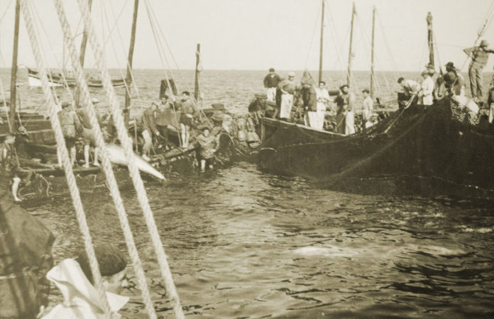 La almadraba de Sancti Petri era conocida por la gran cantidad de capturas que obtenía.